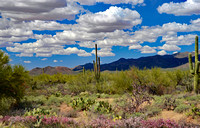 Saquaro National Park, Arizona