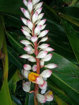Shell-ginger, Kauai, Hawaii