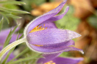 Pasque Flower, Tippecanoe County, Indiana